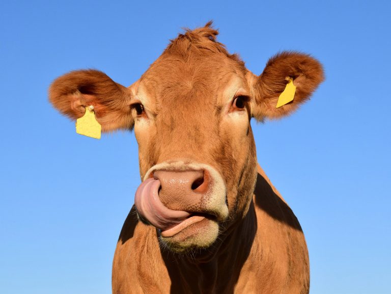 cow-1715829_1920